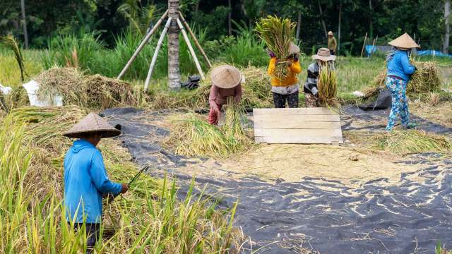 A group of people harvest rice in a field with wooden planks and black tarps on the ground.