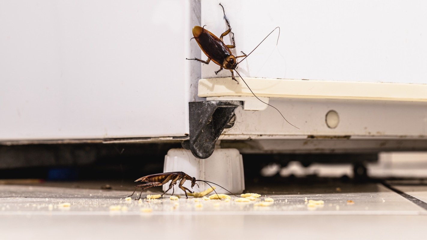 Two cockroaches are near the base of a refrigerator.