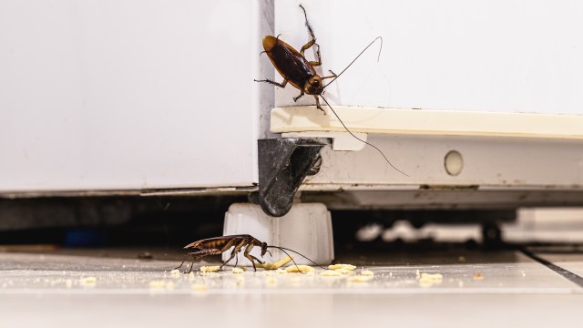 Two cockroaches are near the base of a refrigerator.