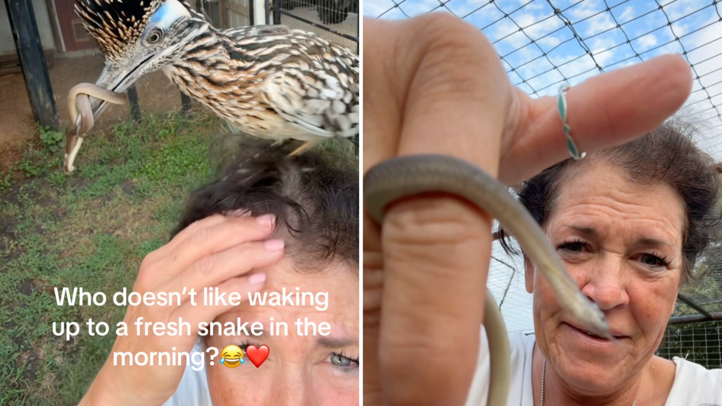 A roadrunner with a snake and a wildlife rehabilitator holding the snake.