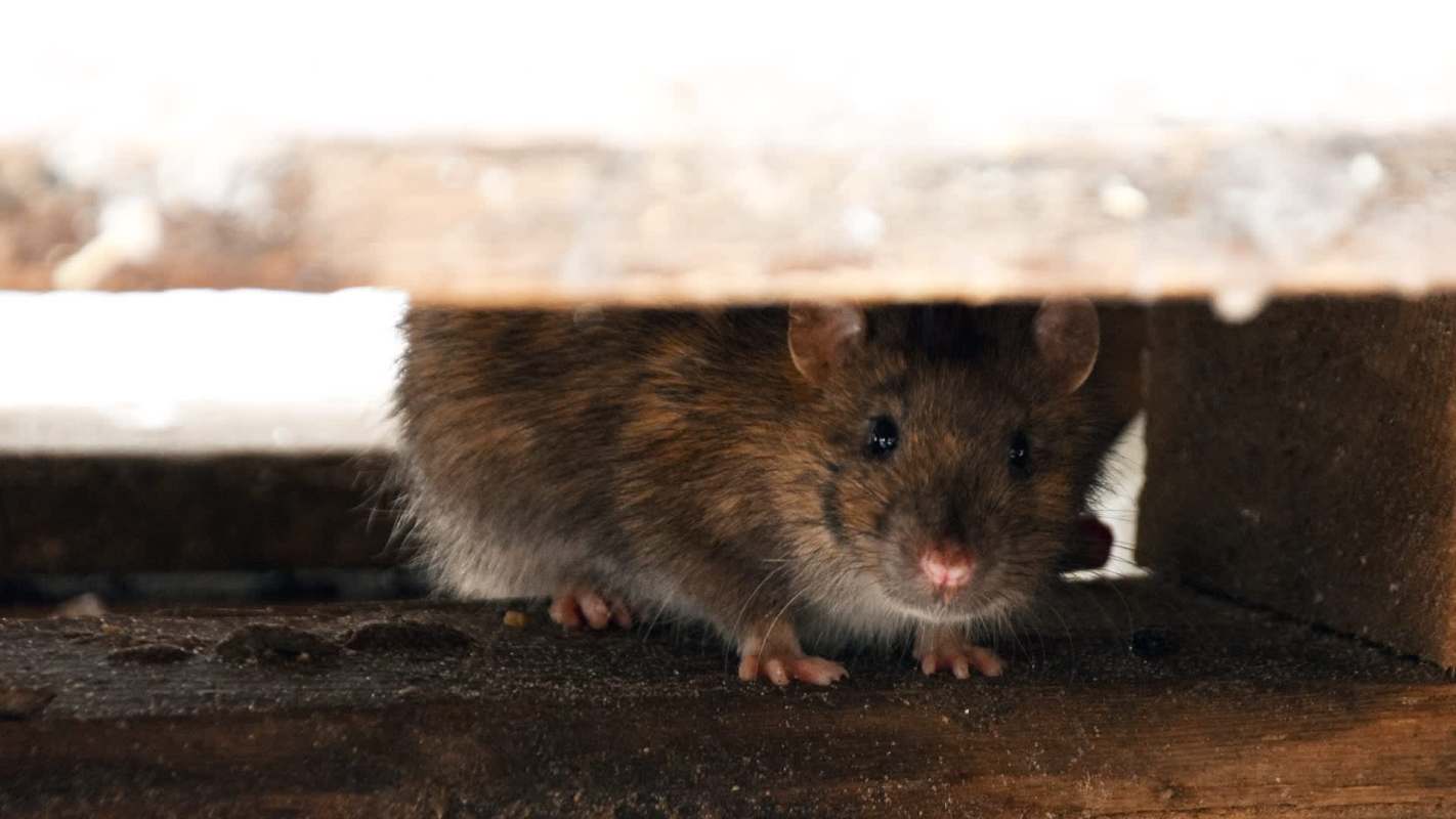 A rat.