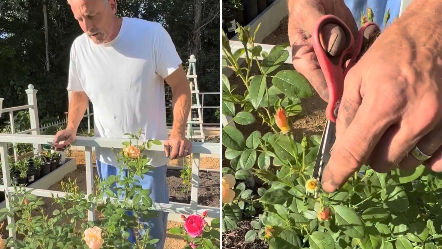 A man in a white shirt is trimming rose bushes with scissors in a garden setting.