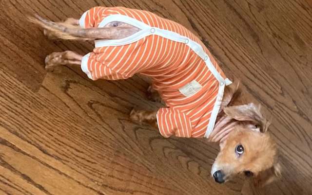 A small dog wearing an orange-striped onesie stands on a wooden floor, looking curiously at the camera.