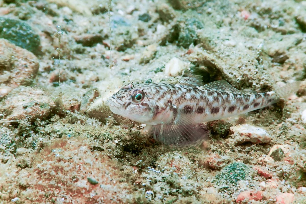 A small fish with a patterned body swims near the sandy ocean floor, surrounded by pebbles and bubbles.