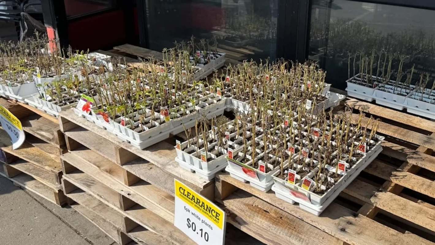 Potted plants on wooden pallets.