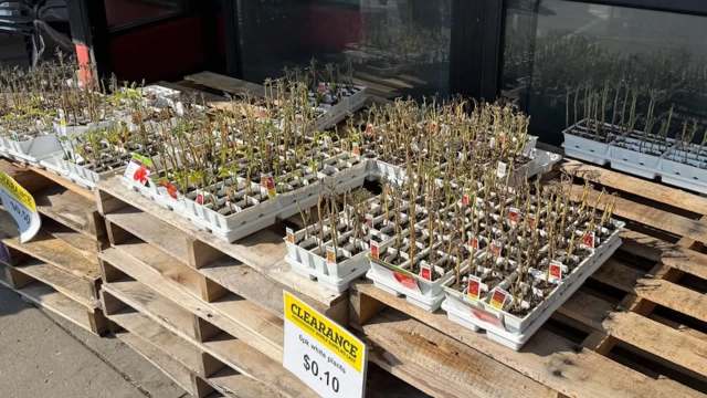 Potted plants on wooden pallets.