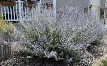 A large bush of Russian sage with light purple flowers surrounded by gravel and colorful potted plants near a porch.
