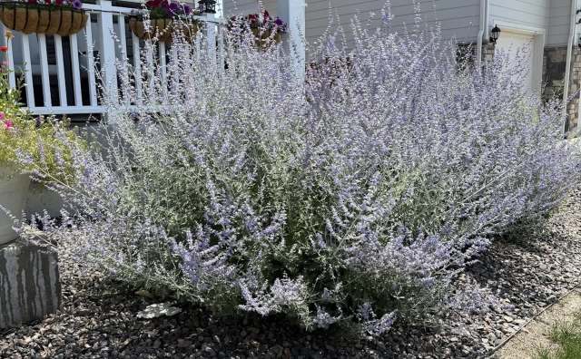 A large bush of Russian sage with light purple flowers surrounded by gravel and colorful potted plants near a porch.