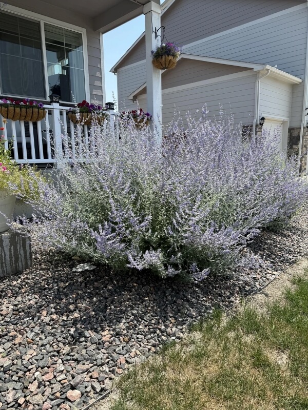 A Russian sage plant outside a house.