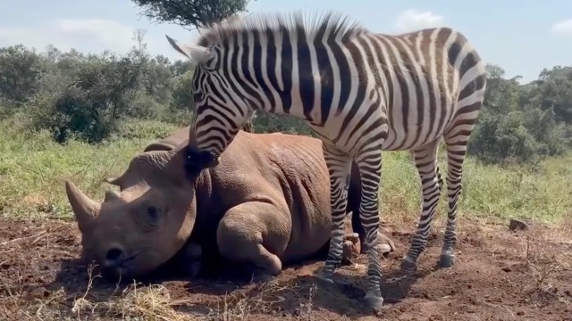 A zebra nuzzles a resting rhinoceros in a grassy landscape under a clear blue sky.