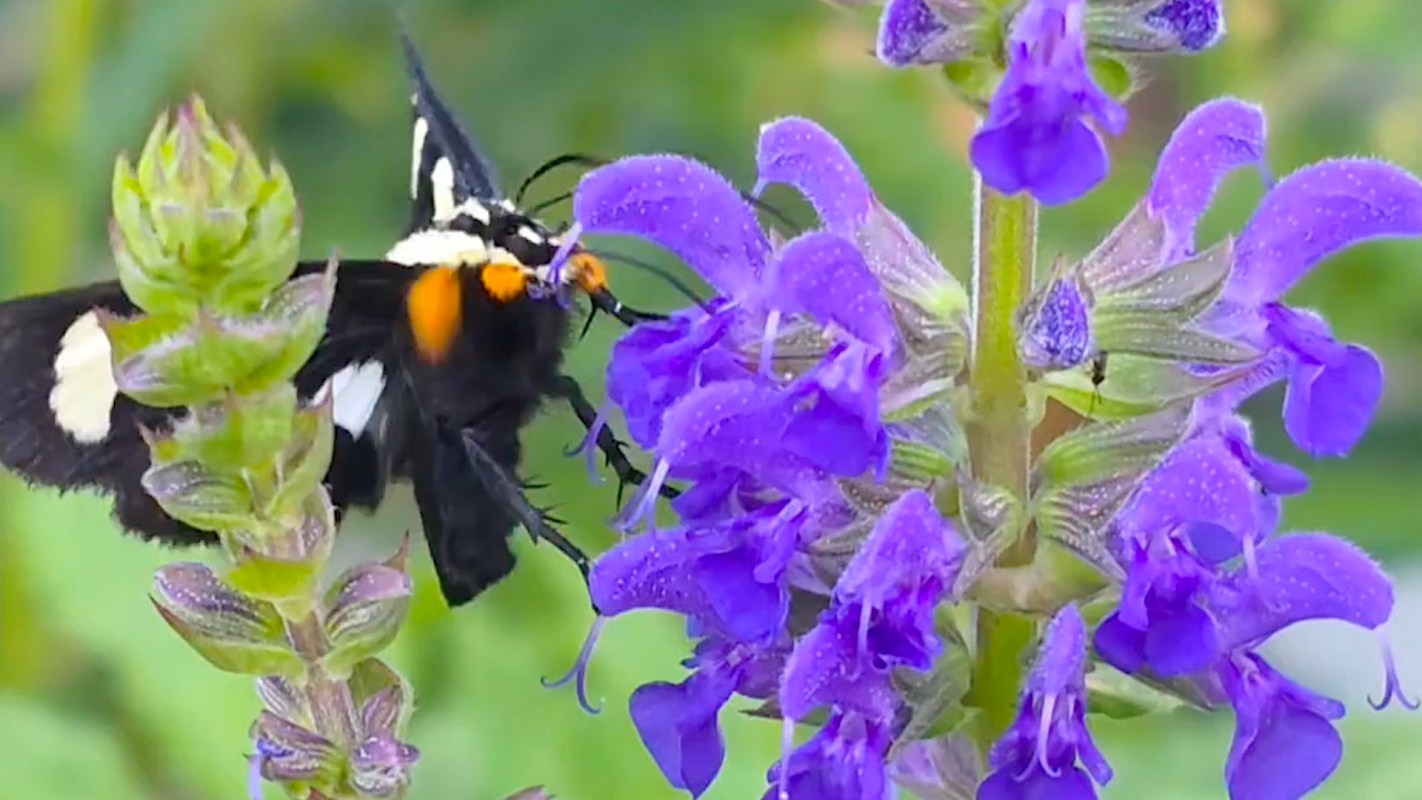 A butterfly feeds on purple flowers in a garden setting.