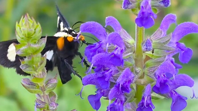 A butterfly feeds on purple flowers in a garden setting.