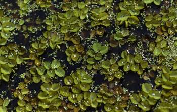 A dense layer of green aquatic plants floats on dark water, with droplets clinging to the leaves.