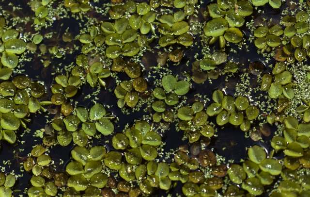 A dense layer of green aquatic plants floats on dark water, with droplets clinging to the leaves.