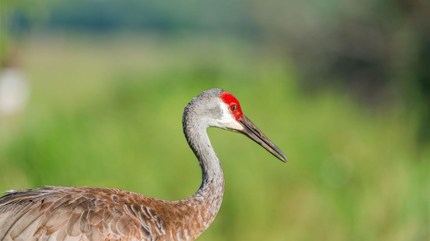 A sandhill crane.