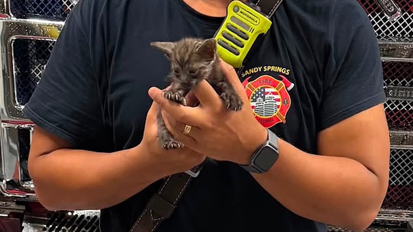 A firefighter holding a gray kitten.