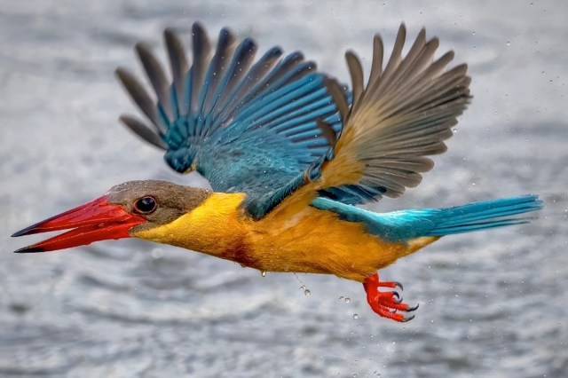 A brightly colored kingfisher in mid-flight above shimmering water.