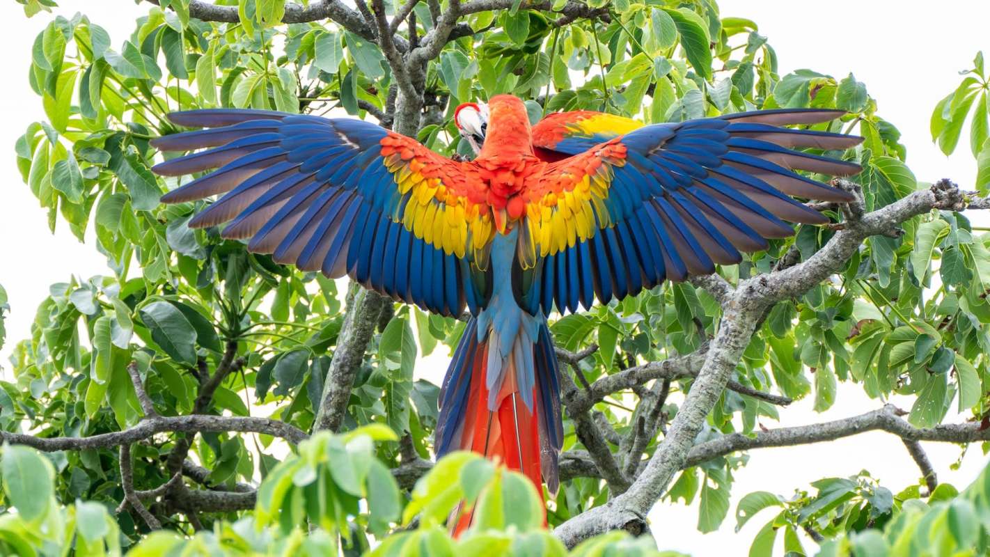 A colorful macaw displays its vibrant feathers while perched on a tree branch surrounded by green leaves.