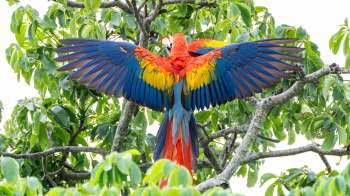 A colorful macaw displays its vibrant feathers while perched on a tree branch surrounded by green leaves.