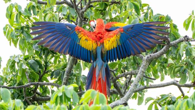 A colorful macaw displays its vibrant feathers while perched on a tree branch surrounded by green leaves.