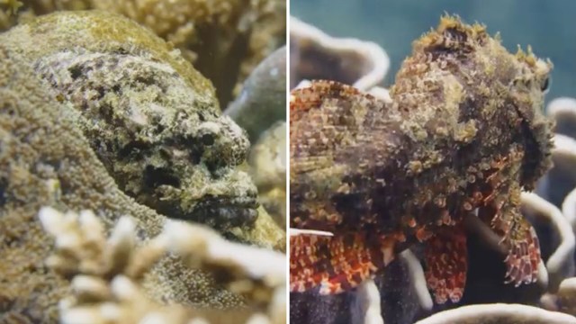 Two camouflaged scorpionfish resting among coral, showcasing their textured bodies and vibrant colors.