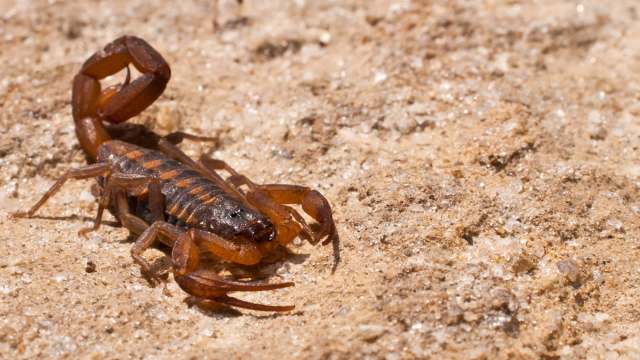 A scorpion.