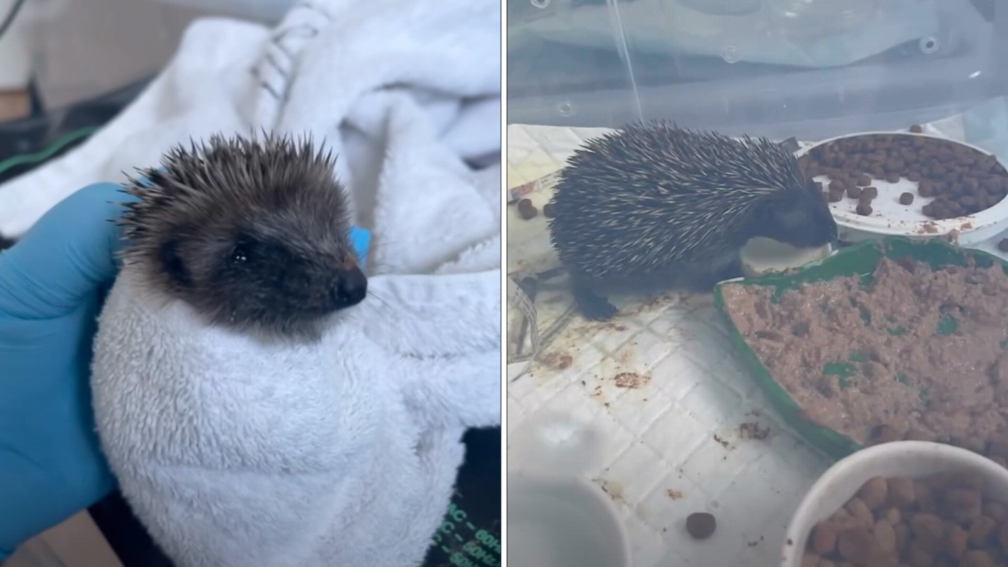 A hedgehog wrapped in a towel and nibbling on food.