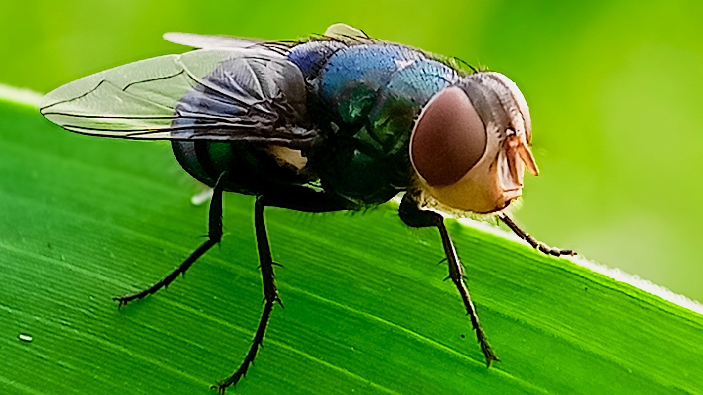 A screwworm fly on a leaf.