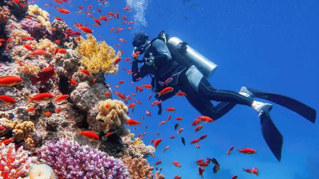A diver explores a vibrant coral reef surrounded by colorful fish in clear blue water.