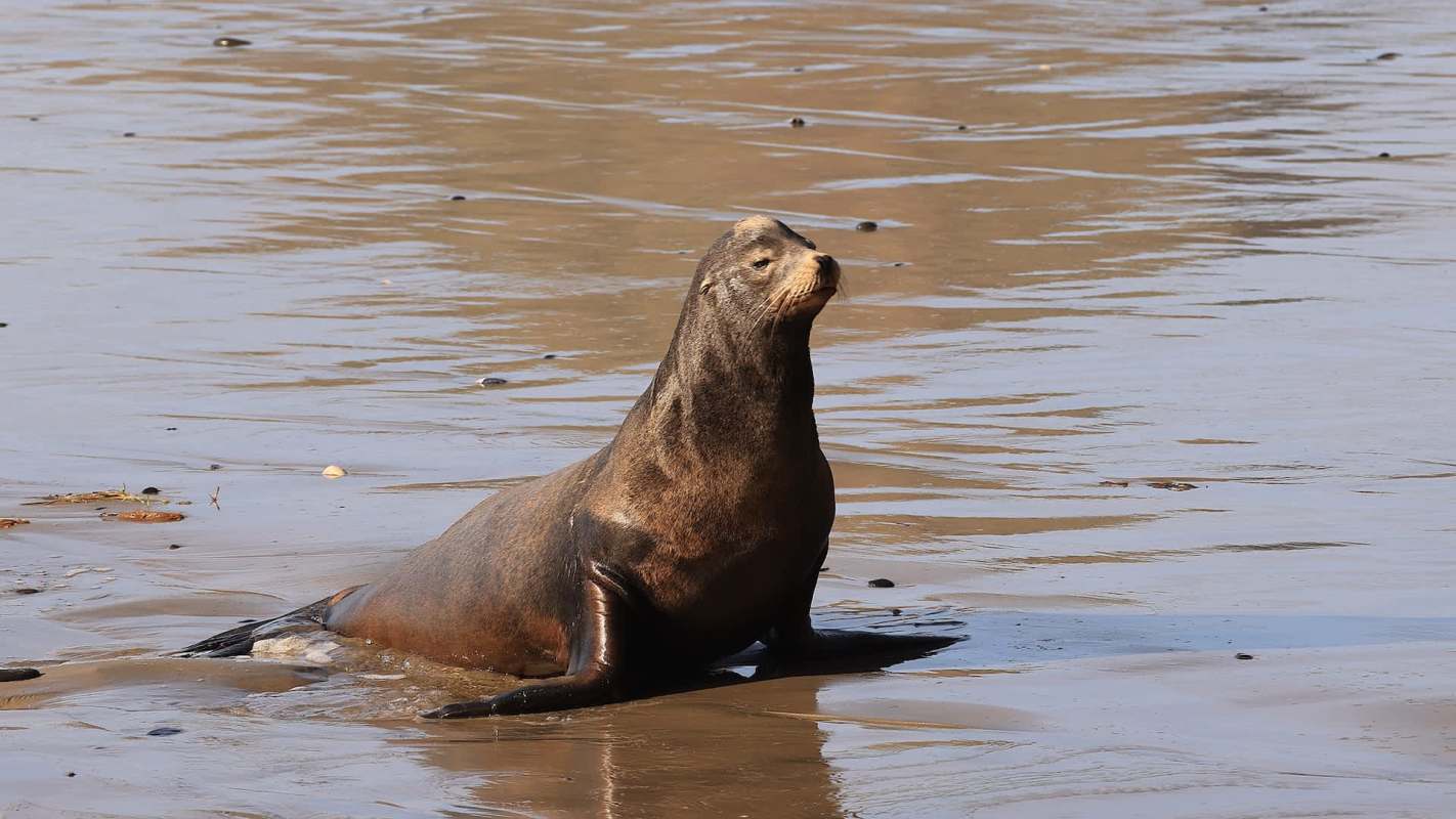 A sea lion on a sandy beach near the water.