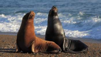 Two sea lions basking in the sun on a beach.