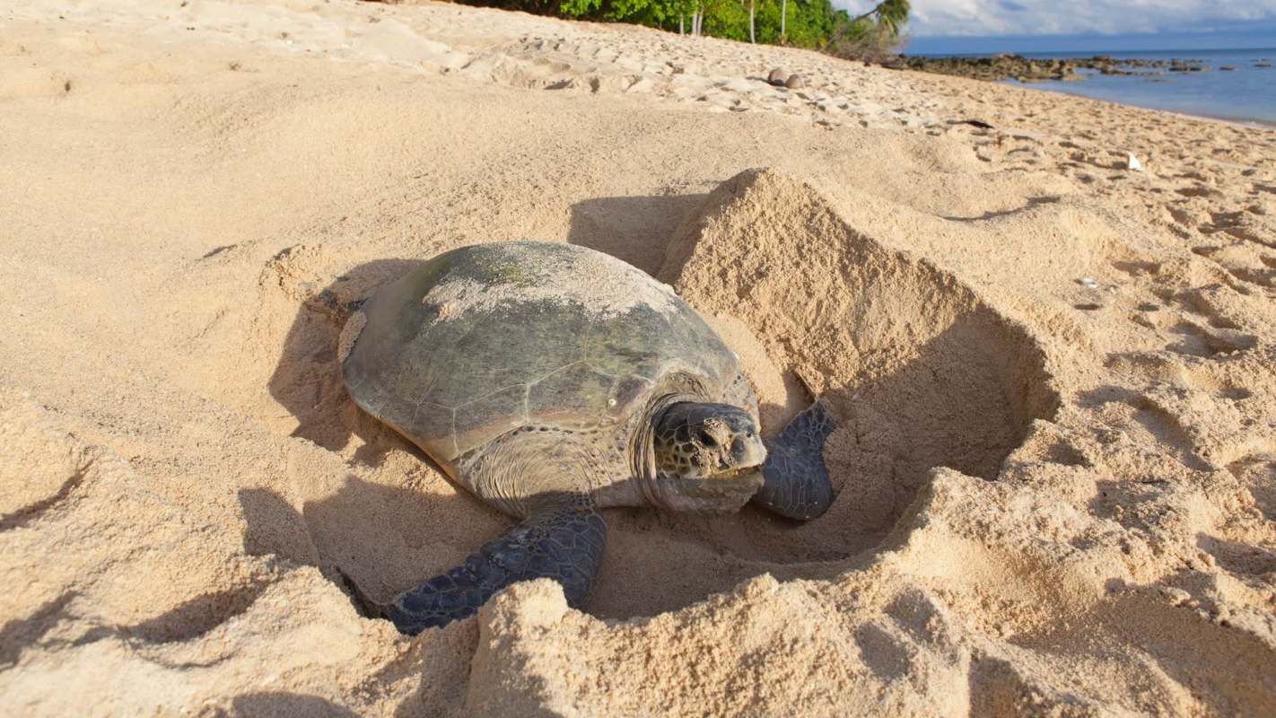A turtle on a sandy beach next to a nest dug in the sand.