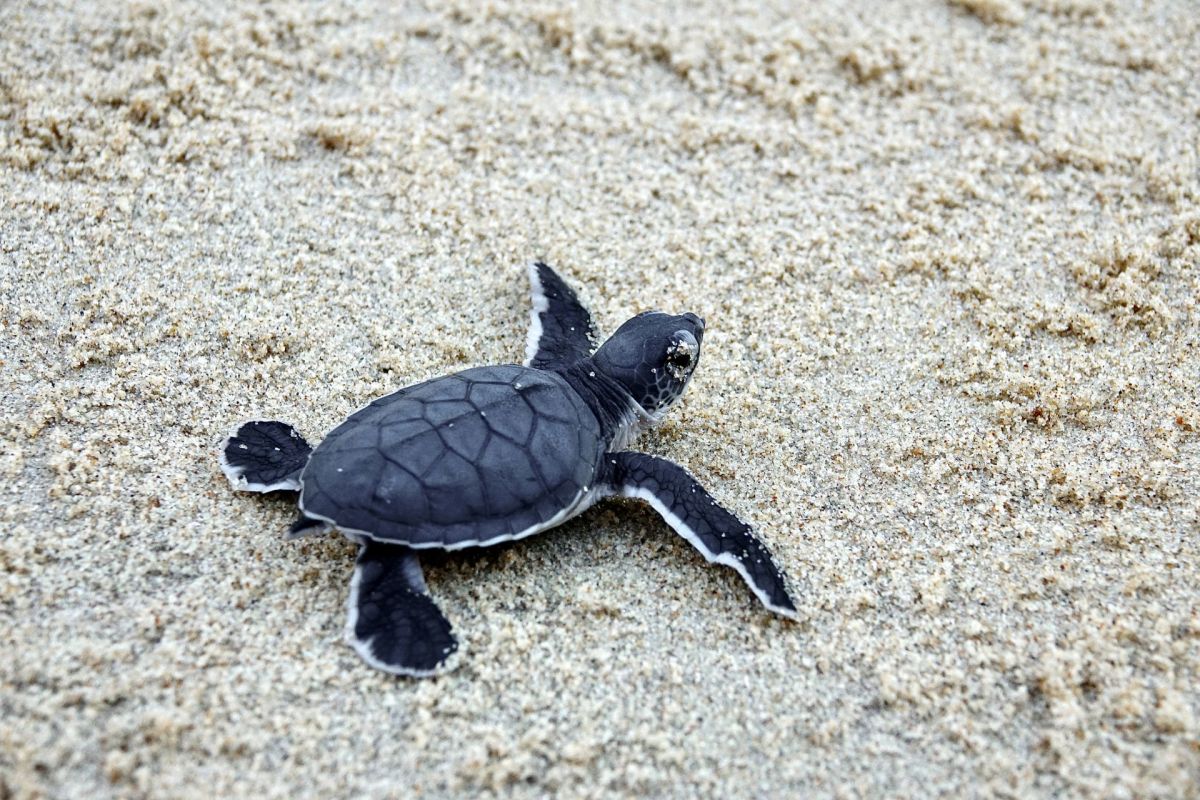 A sea turtle on the beach.