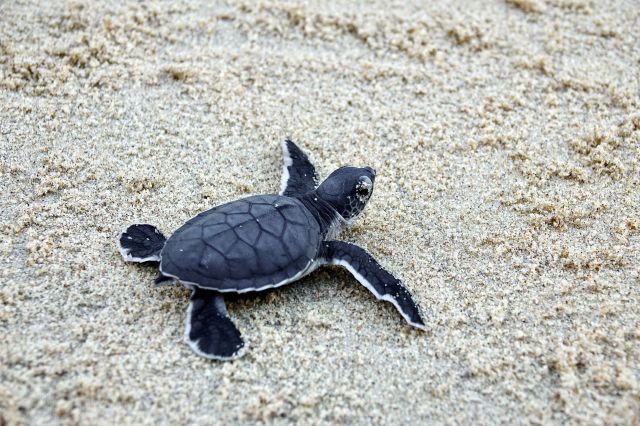 A sea turtle on the beach.