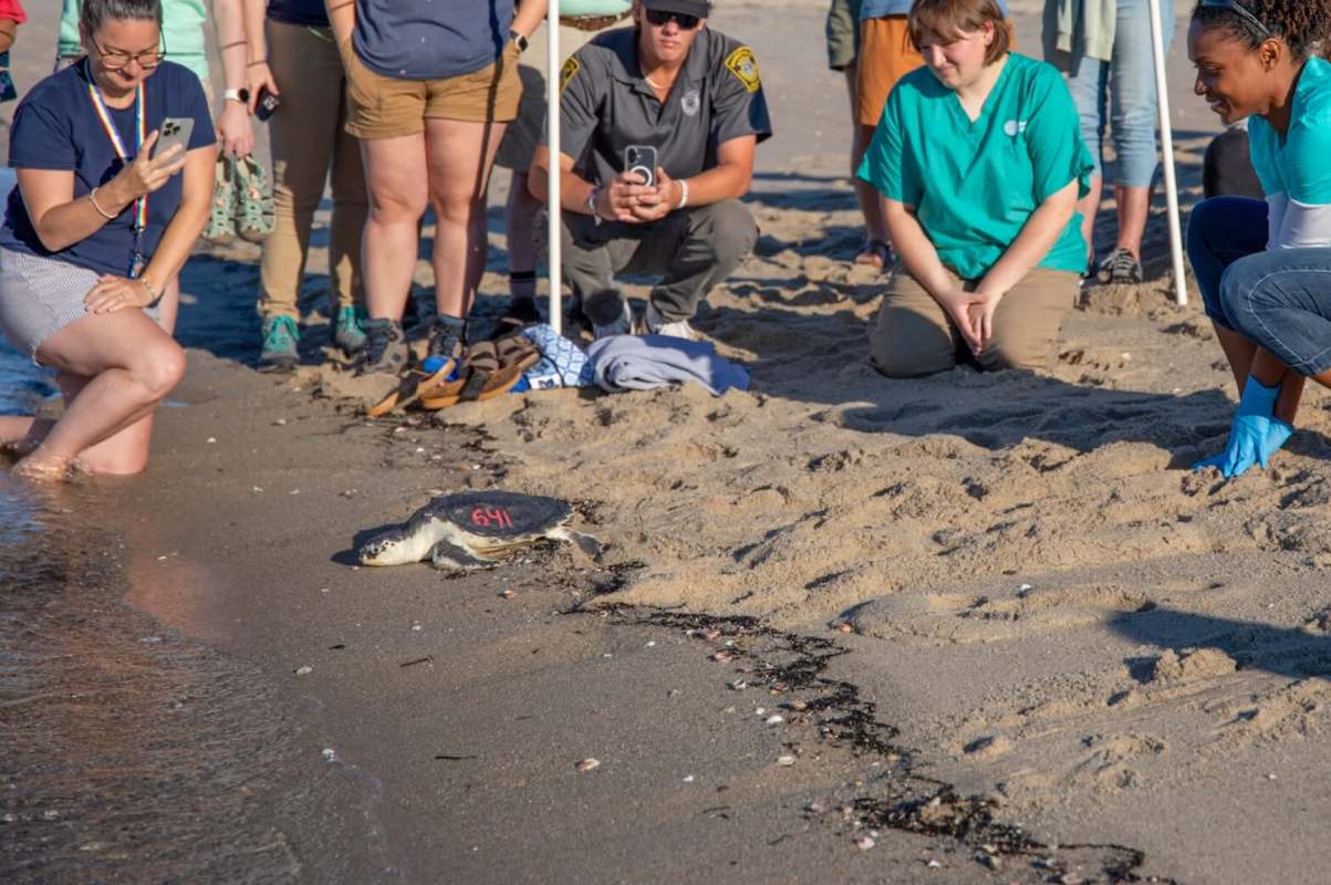 A group of people watches as a turtle is released back into the ocean on a sandy beach.