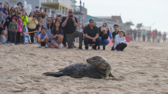 A seal rests on the sandy beach as a crowd of people watches and takes photos in the background.