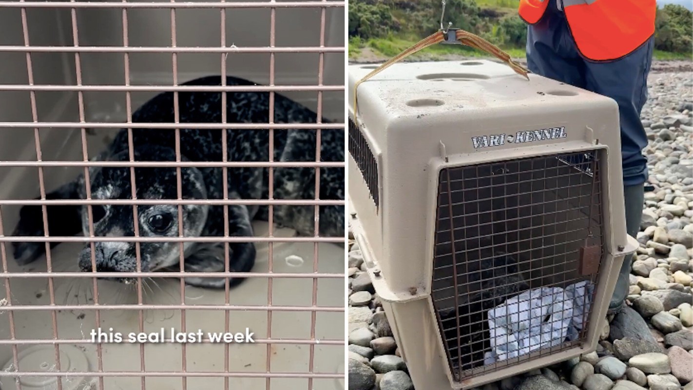 A seal resting in a travel crate with a person nearby on a rocky beach.