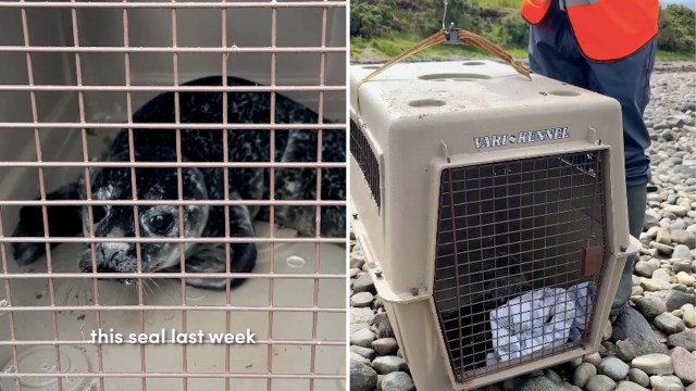 A seal resting in a travel crate with a person nearby on a rocky beach.