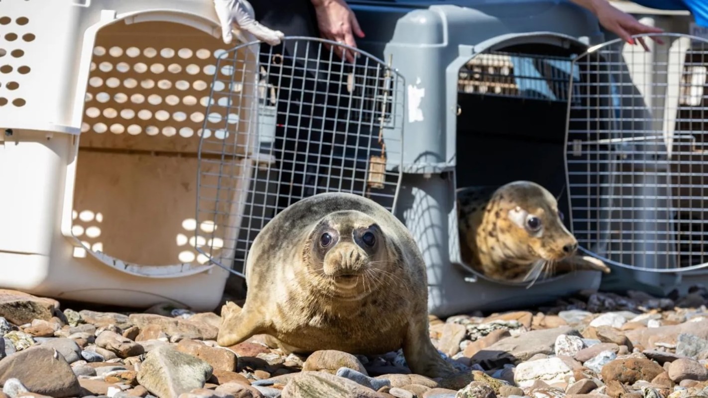 Two seals on a rocky beach, one emerging from a crate while another looks out from inside a carrier.