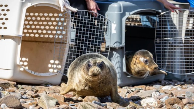 Two seals on a rocky beach, one emerging from a crate while another looks out from inside a carrier.