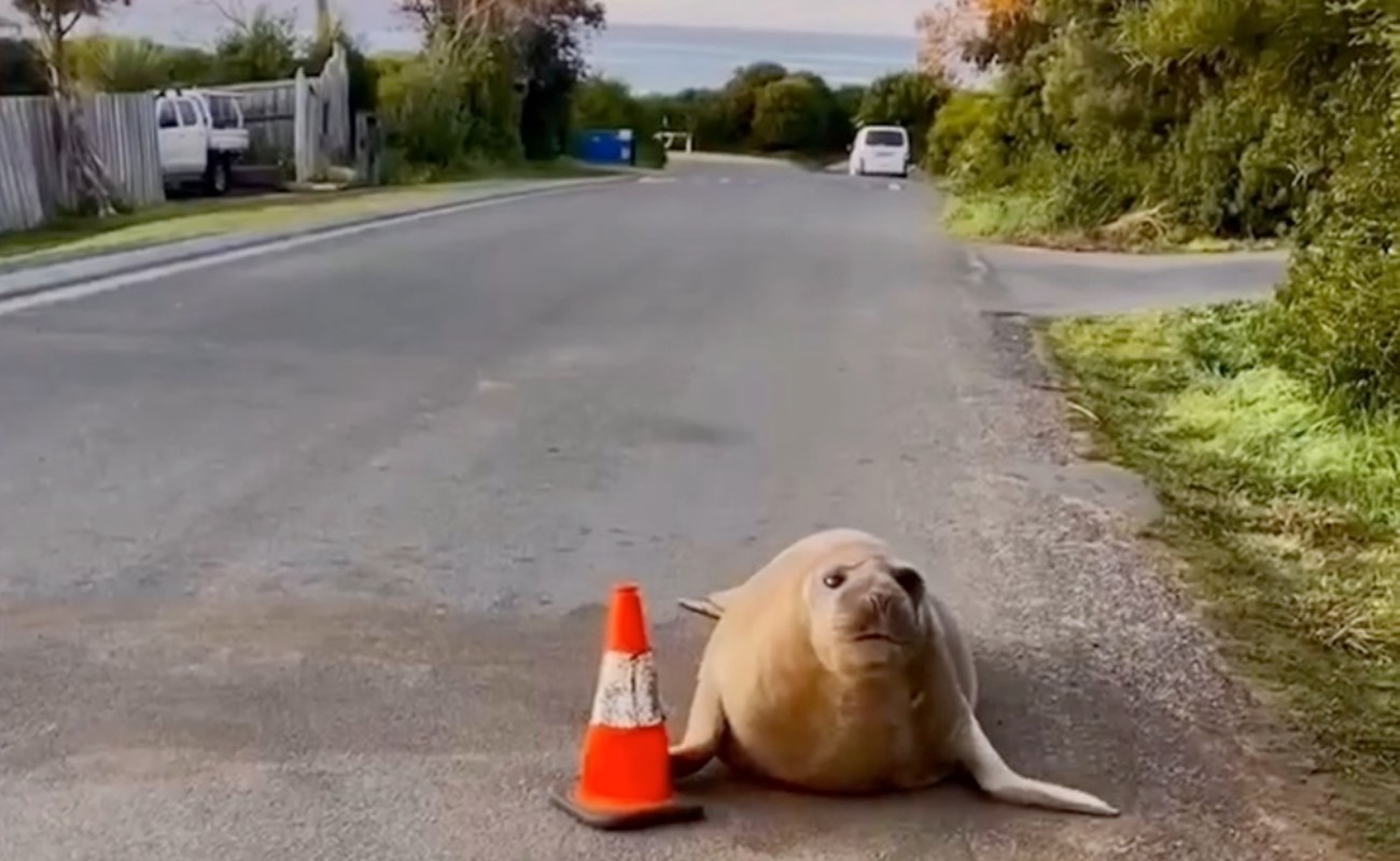 A seal on a road next to a traffic cone.