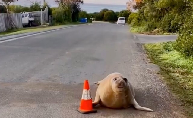 A seal on a road next to a traffic cone.
