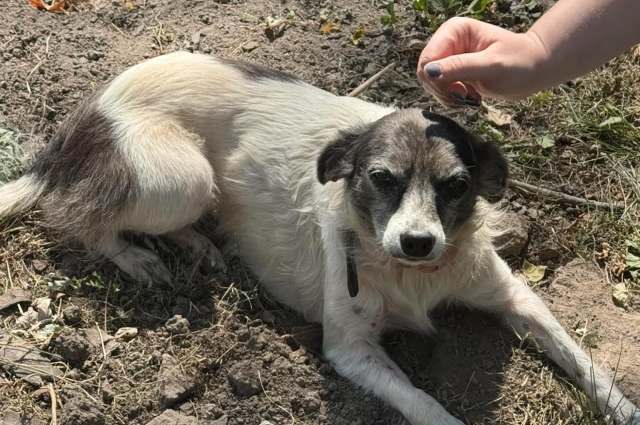 A small, relaxed dog with a white and gray coat lies on the ground while a hand gently pets its head.