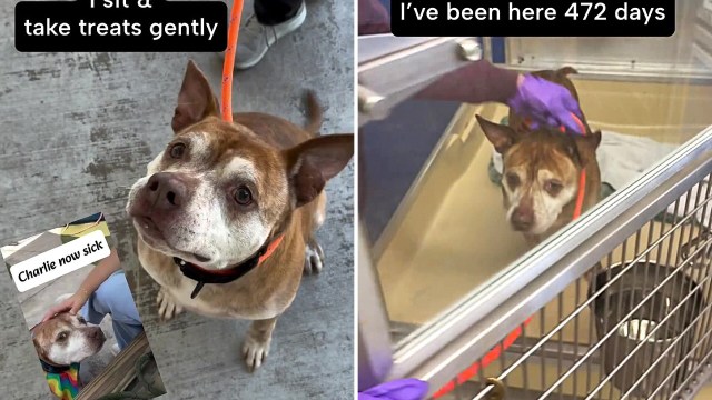 An older brown dog with a friendly expression stands by a person and is shown in a kennel, emphasizing its long stay.