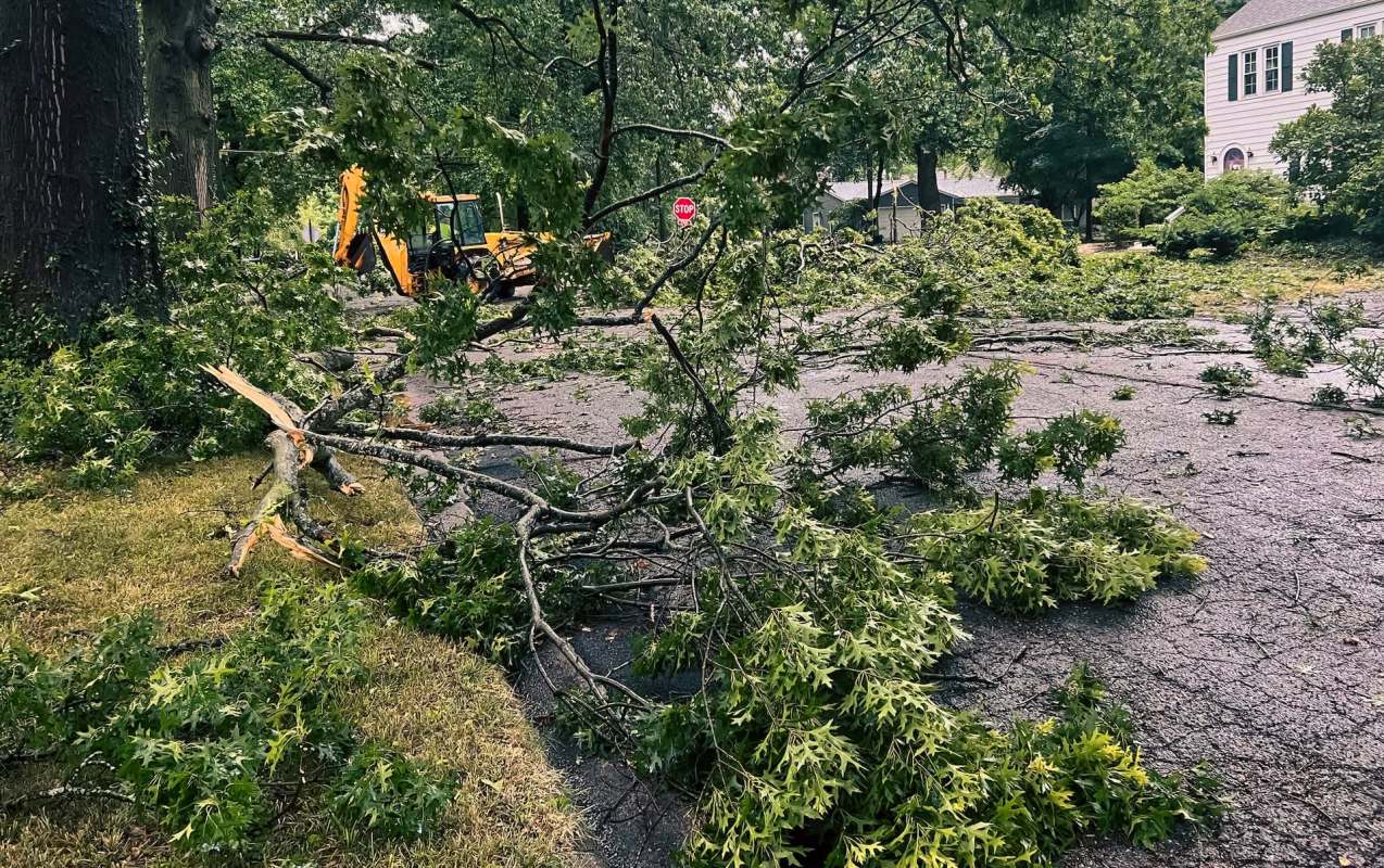 A fallen tree in a road.