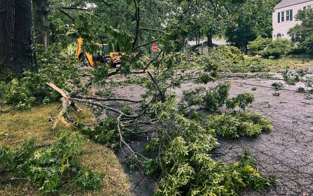 A fallen tree in a road.