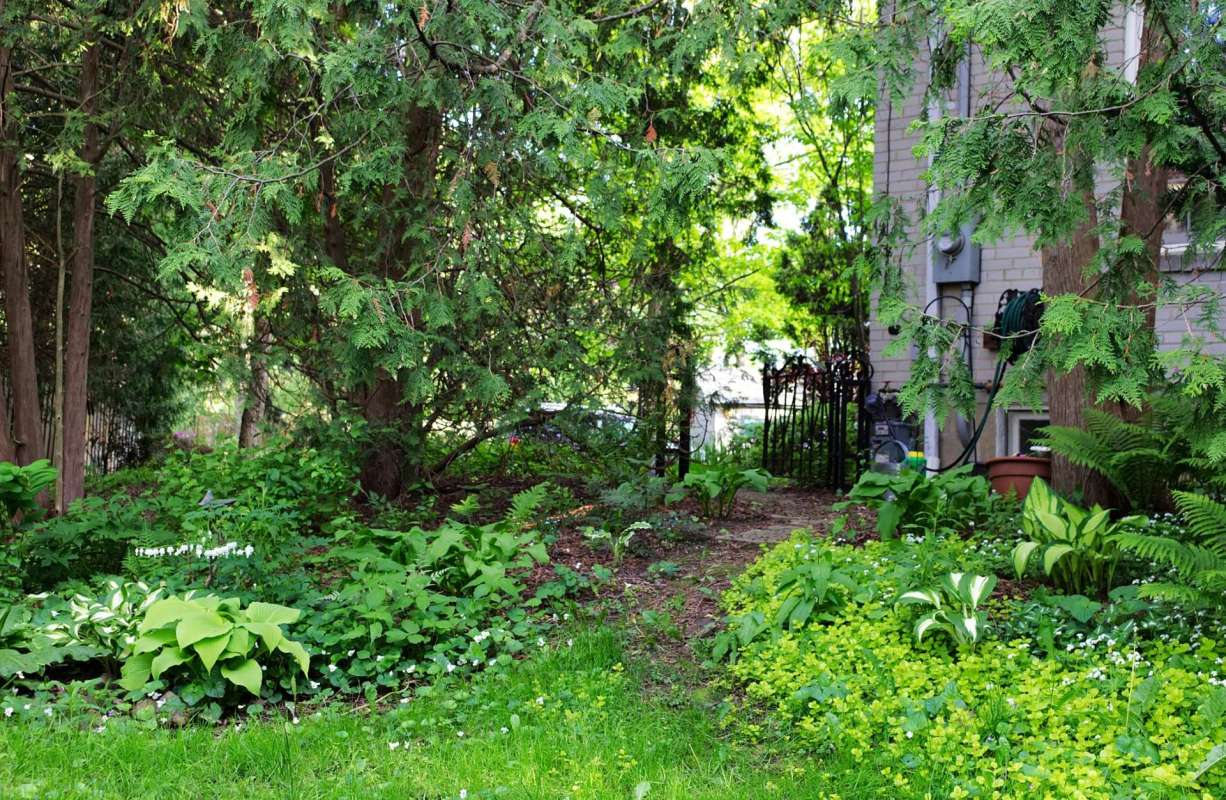 A wild plant garden in the shade.
