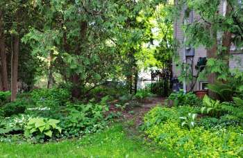A wild plant garden in the shade.