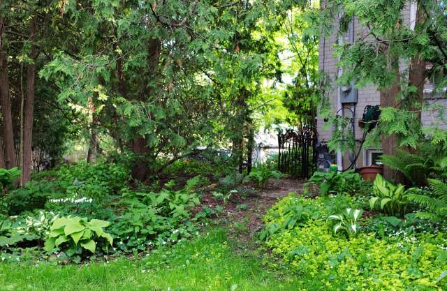 A wild plant garden in the shade.