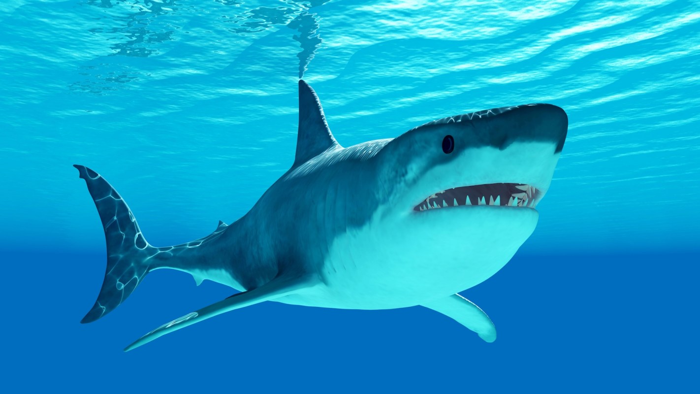 A shark in clear water.